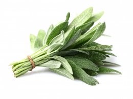 Sage,Plant,On,A,White,Background