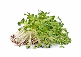 Heap,Of,Alfalfa,Sprouts,On,White,Background